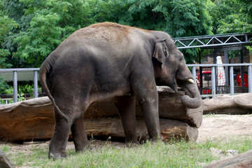 Elephant №45841