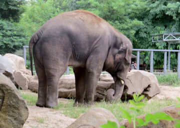 Elephant dans le zoo №45072