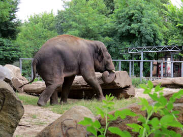 Elephant dans le zoo №45073