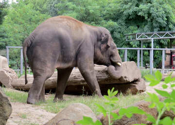 Elephant dans le zoo №45074