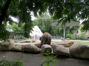 Elephant dans le zoo №45083