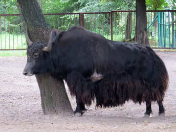 bisonte №45165