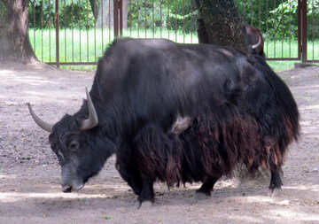 bisonte №45166