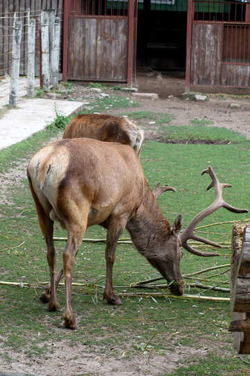 Deer №45920