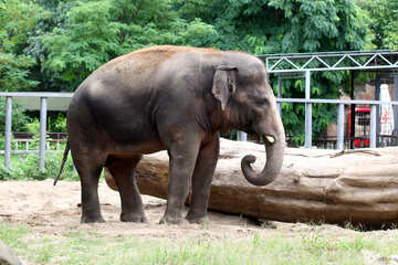 Elephant №45838
