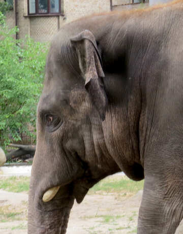 Elephant muzzle №45086