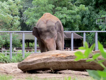 Elephant dans le zoo №45068