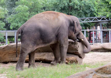 Elephant dans le zoo №45075