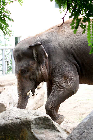 Elephant in zoo №45832
