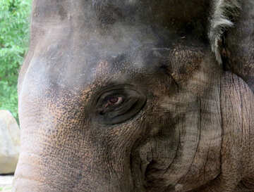 Looking elephant №45085