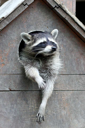 Raccoon in the house №45407