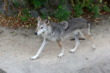 Wolf №45513