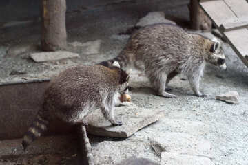 Raccoon avec de la nourriture №45398