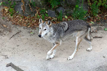 Wolf №45514