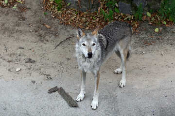 Wolf №45515