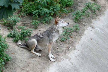 Wolf sits №45510