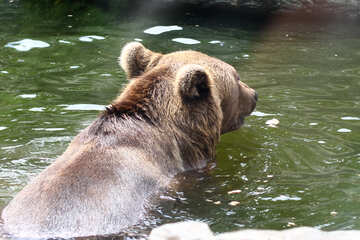 Bear in water №45924