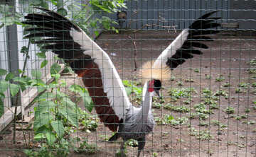 Crowned crane in the zoo №45233