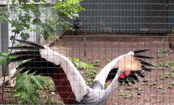 Crowned crane in the zoo №45237