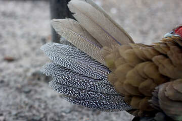 Bird tail №45424