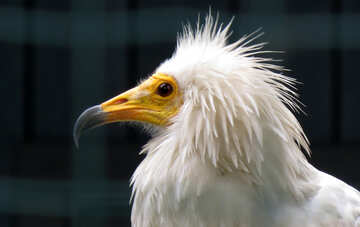The beak of a vulture №45199
