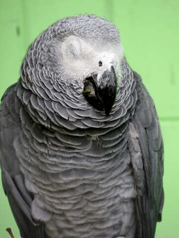 Grey parrot №45198