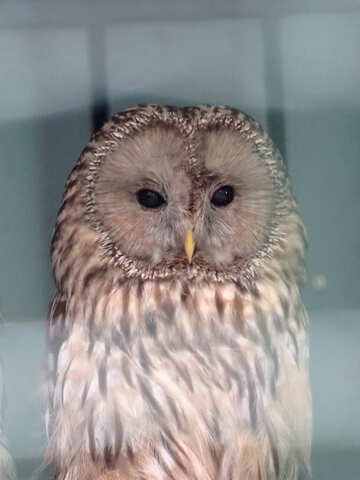Owl №45220