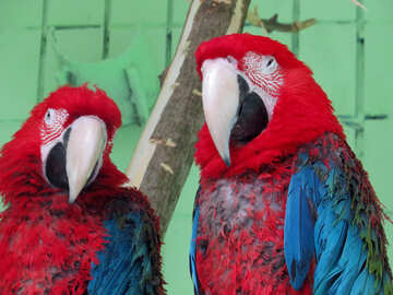Parrots red macaw №45214