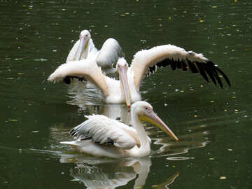 Pelikane auf dem Wasser №45339