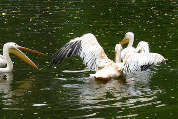 Pelikane auf dem Wasser №45341
