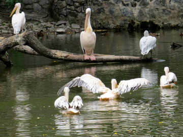 Pelikane auf dem Wasser №45344