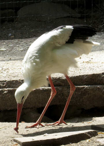 Stork eating №45137