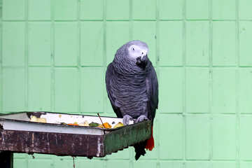 Grey Parrot №45984