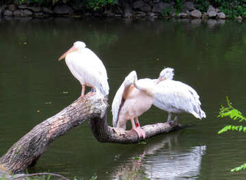 Pelicans on the tree №45334