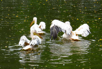 Pelikane auf dem Wasser №45342