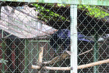 Cuervo en una jaula №45991