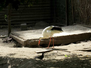 Stork №45133