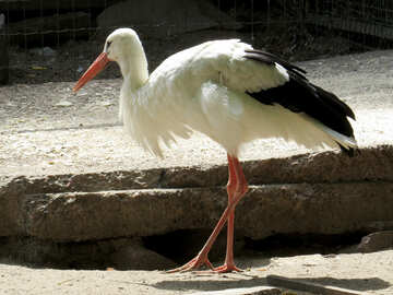 Stork №45134