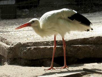 Stork №45138