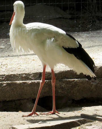 Stork №45139