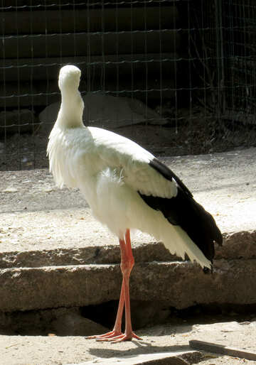 Stork №45140