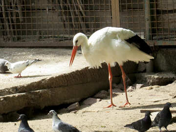 Stork №45156
