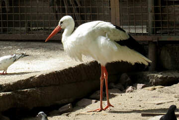 Stork №45157