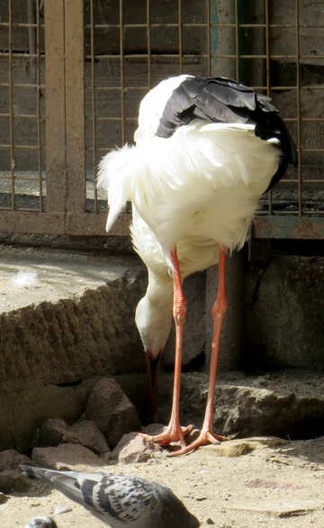 Stork eating №45151