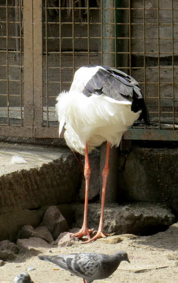 Stork eating №45152