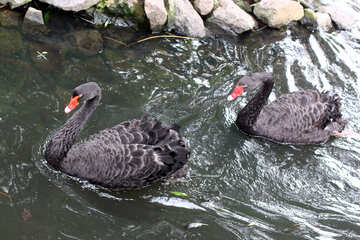 Cisne negro en el agua №45955