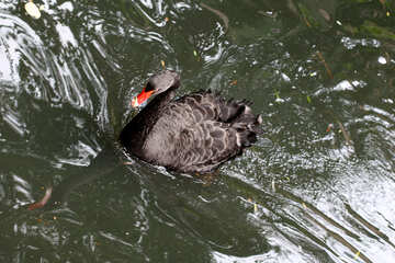 Cisne negro en el agua №45973