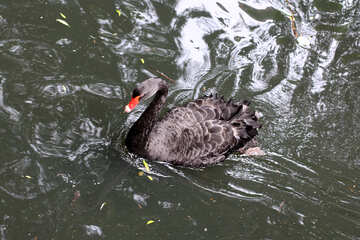 Black swan on the water №45974