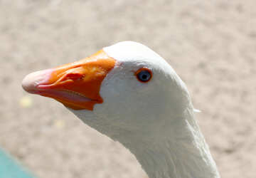 Goose head №45870
