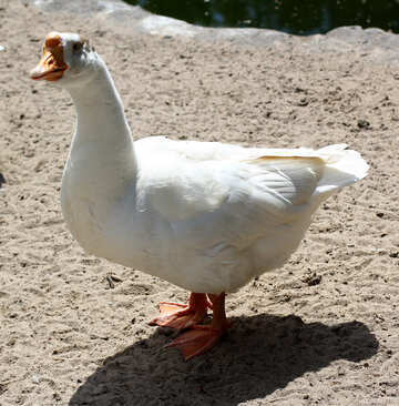 White goose №45866